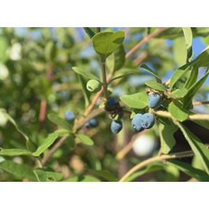 Blåbärstry 'Anja® E 10-pack