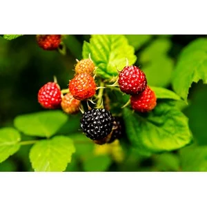 Svart Hallon "Black Jewel" 5-pack