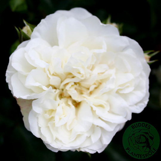 Ros 'White Meidiland'