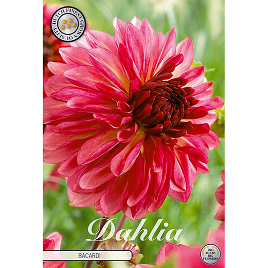 Dekorativdahlia 'Bacardi'
