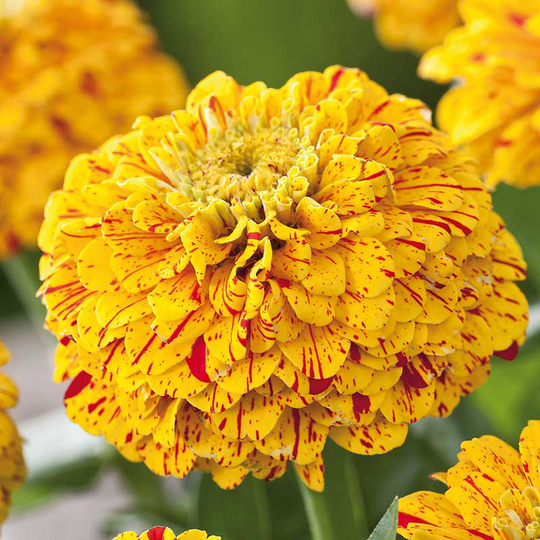 Zinnia 'Splash'