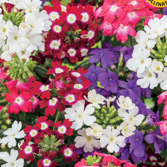Trädgårdsverbena 'Compact Mixed'