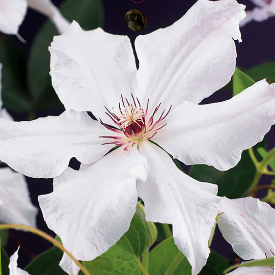 Klematis 'Snow Queen'