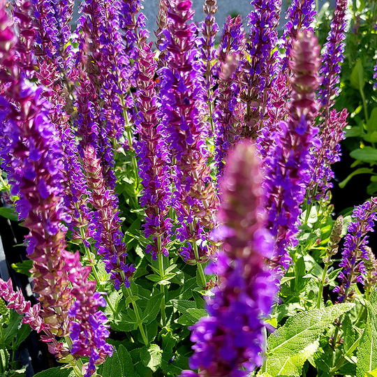 Stäppsalvia 'Ostfriesland'