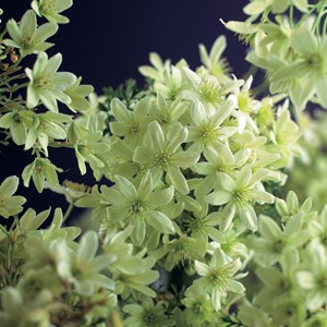 Klematis 'Pixie' 1-pack