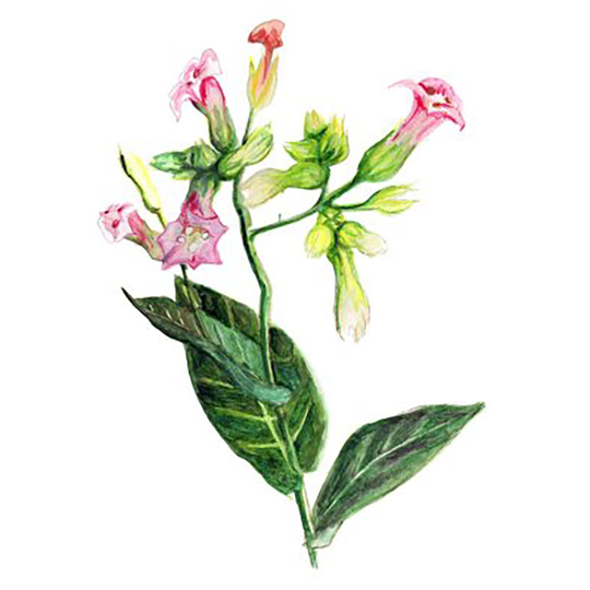 Tobak 'Alida'