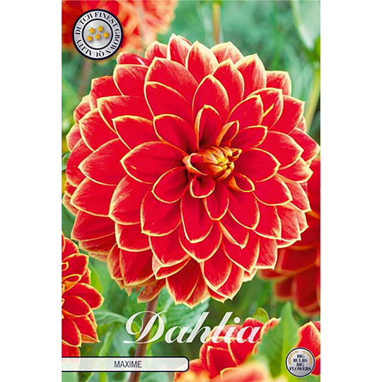 Dekorativdahlia 'Maxime'