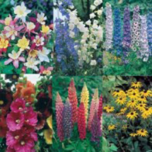 Perennrabatt (Collection pack)