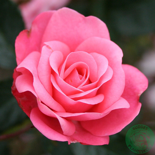 Ros 'Bella Ros'