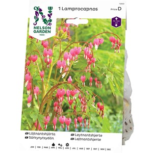 Vårlök Nelson Garden Löjtnantshjärta, Rosa