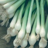 Salladslök 'White Lisbon'