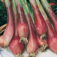 Salladslök 'Red Toga'