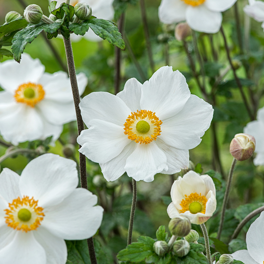 Höstanemon 'Honorine Jobert', 3-pack