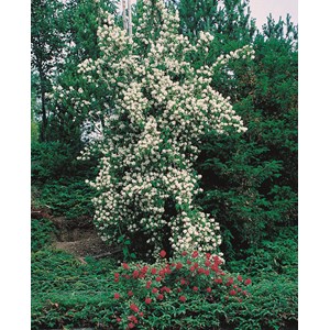 Schersmin sol. 100-150 cm co/kl