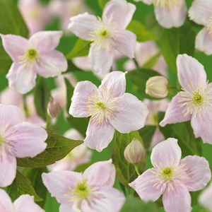 Klematis 'Mayleen' 1-pack