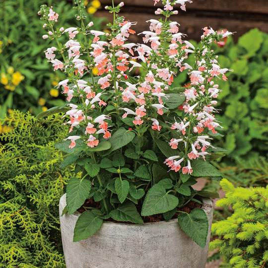 Scharlakanssalvia 'Summer Jewel Pink'