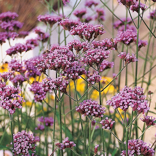 Jätteverbena 'Violetta', 3-pack