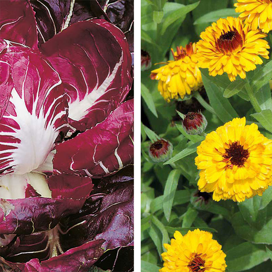 Partnerplantor - Ringblomma och sallat