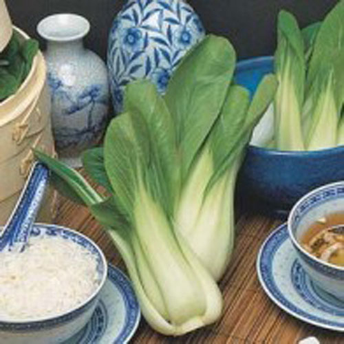 Pak choi 'Choko' F1