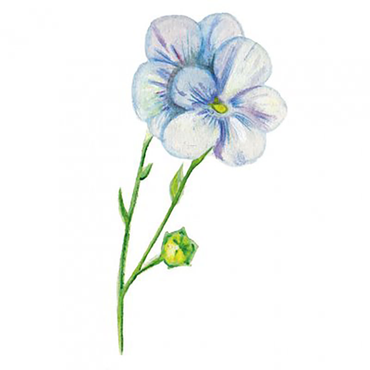 Spånadslin 'Ilona'