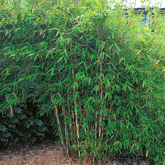 Bergbambu 'Dino' 125+ cm