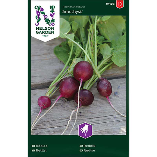 Rädisa 'Amethyst'