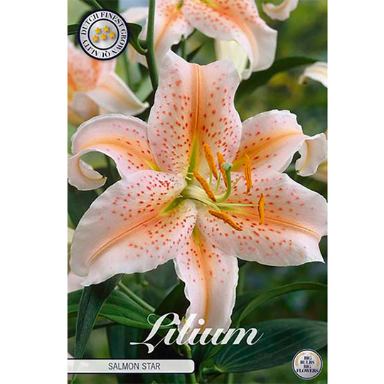 Orientalisk lilja 'Salmon Star'