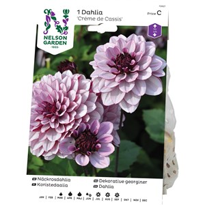 Vårlök Nelson Garden Näckrosdahlia Créme de Cassis Låg