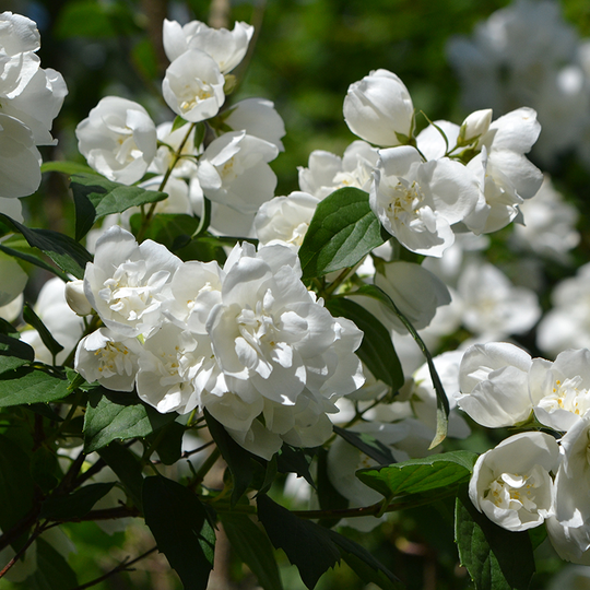 Smultronschersmin 'Mont Blanc'
