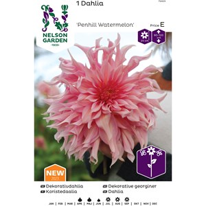 Vårlök Nelson Garden Dekorativdahlia Hög Penhill Watermelon Rosa