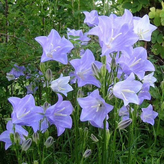 Stor Blåklocka 'Blue Bells'