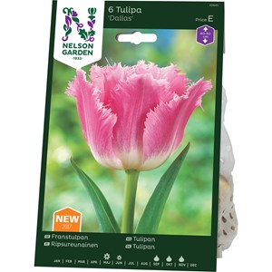 Höstlök Nelson Garden Franstulpan Dallas Rosa