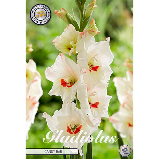 Gladiolus 'Candy Bar'