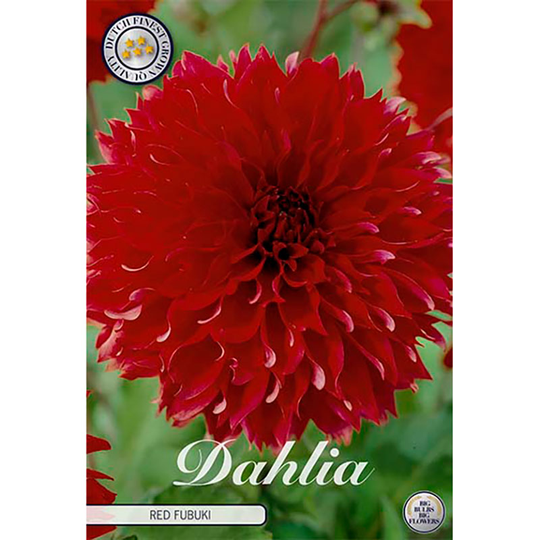 Dekorativdahlia 'Fubuki Red'