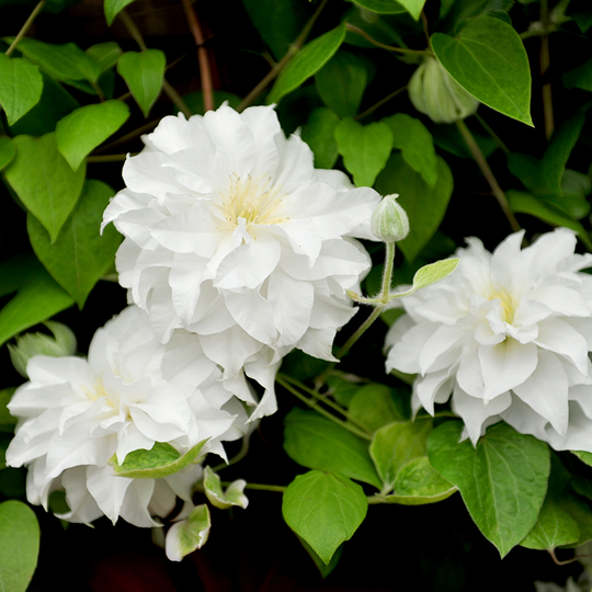 Klematis 'Delphine'