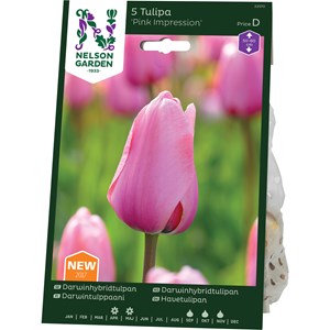 Höstlök Nelson Garden Darwinhtulpan Pink Impression Rosa