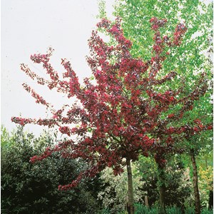 Purpurapel 'Royalty'