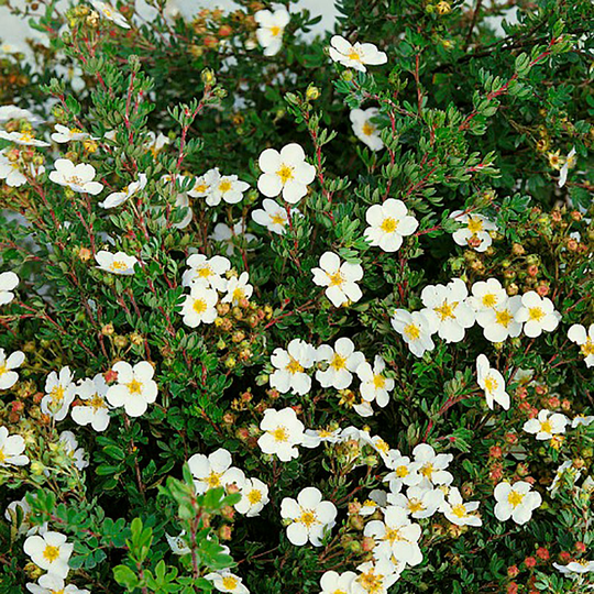 Ölandstok Abbotswood 30-50 cm, 10-pack