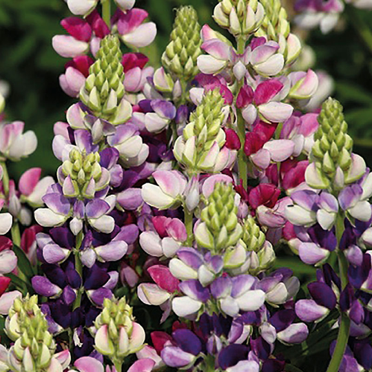 Dvärglupin 'Avalune Bicolour Mix'