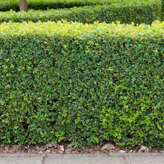 Buxbom sempervirens 10-15 cm, 10-pack