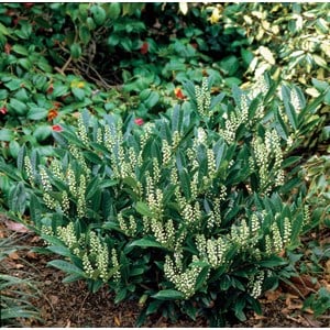 Lagerhägg 'Otto Luyken' CO, 40-50 cm 1-pack