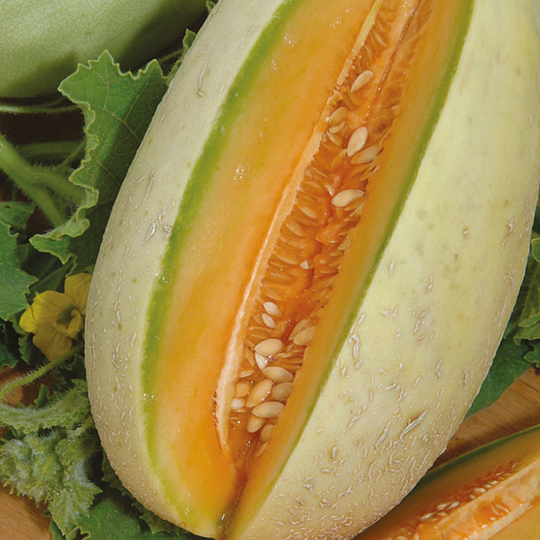 Melon 'Melba'