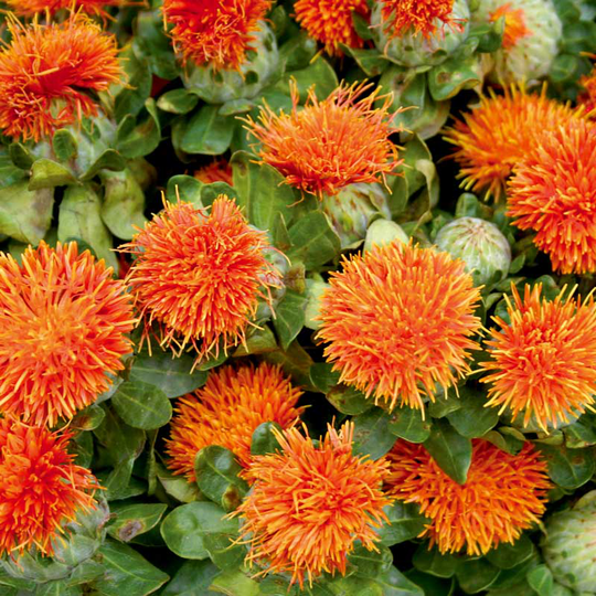 Safflor 'Orange Ball'