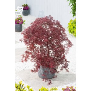 Flikbladig japansk lönn Inaba-Shidare sol. 50-60cm co/kl