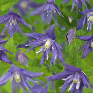 Klematis 'Maidwell Hall' 1-pack
