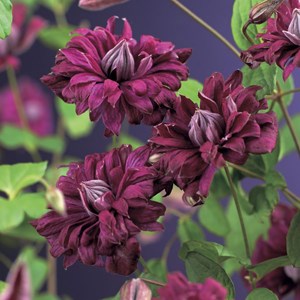 Klematis 'Purpurea Plena Elegans' 1-pack