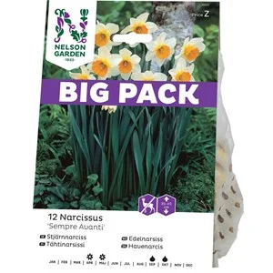 Höstlök Nelson Garden Stjärnnarciss Sempre Avanti Big-Pack
