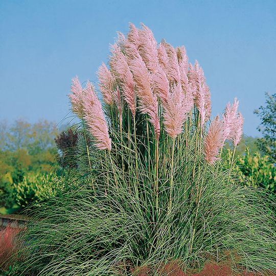 Pampasgräs 'Rosea', 2L