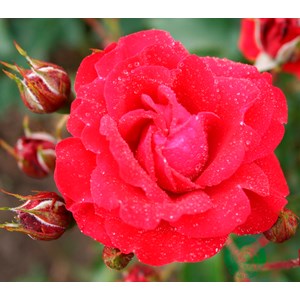 Flerblommig buskros 'Nina Weibull' 5-pack