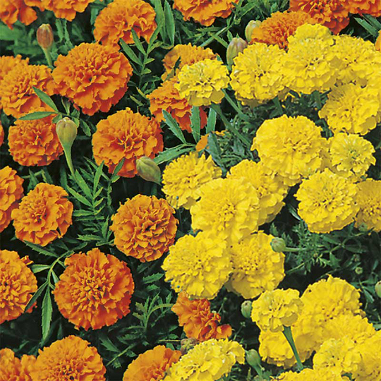 Sammetstagetes 'Orange & Lemons'